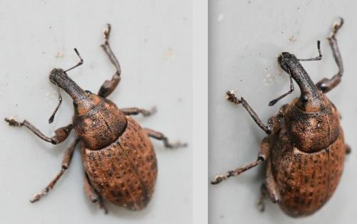 Réf. 321 567 : Lepyrus capucinus